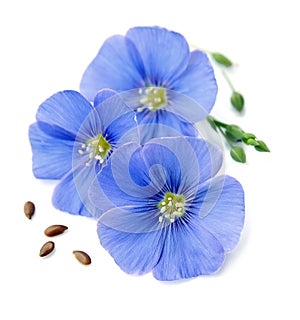 Flax blue flowers .