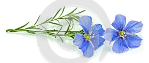 Flax blue flowers isolated on white background