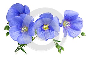 Flax blue flowers isolated on white background