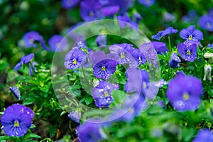 Flax blue flowers