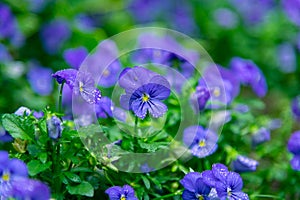 Flax blue flowers