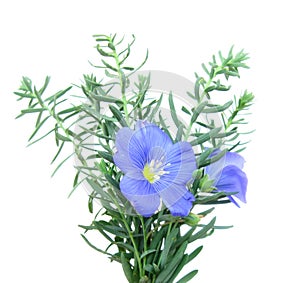 Flax blue (Linum) photo