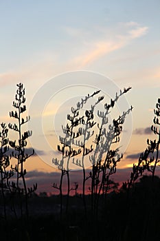 Flax bush silhouette behind NZ sunset