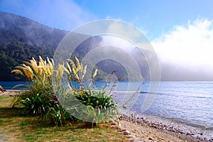 Flax and cortaderia grasses photo