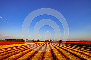 Flax fields in Normandy, France