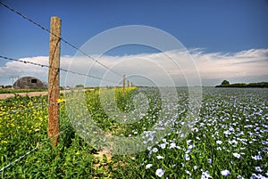 Flax fields in Saskatchewan