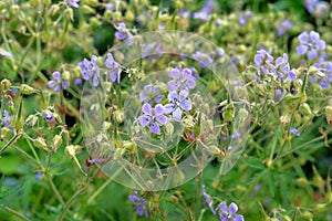 Flax flower close up on blurry green background. Flowering herb in a spring wild meadow. Blue flowers is blooming