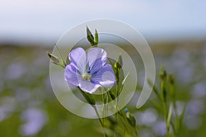Flax flower in a flax field. Selective focus
