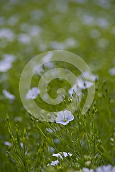 Flax flower,Linum perenne 'Sapphire' photo