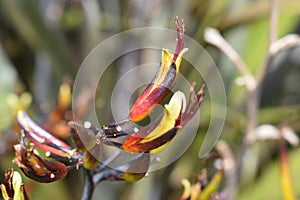 Flax flower from New Zealand