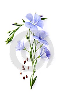 Flax flower with seeds
