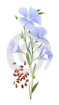 Flax flower with seeds