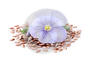 Flax flower with seeds in closeup