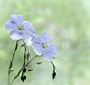 Flax flowers
