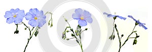 Flax flowers photo