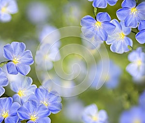 Flax flowers