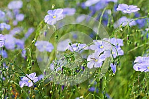 Flax flowers