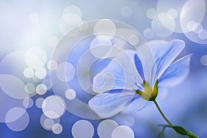 Flax flowers close