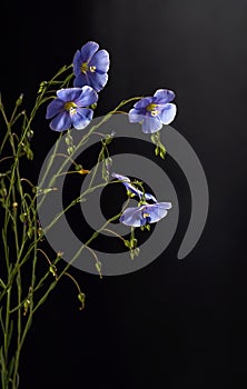 Flax flowers