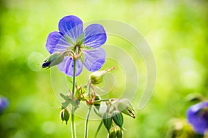 Flax flowers close up on the field