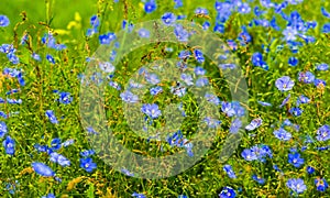 Flax flowers. A field of blue flax blossoms.