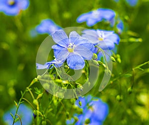 Flax flowers. A field of blue flax blossoms. blue flax.