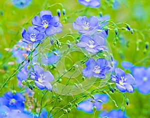 Flax flowers. A field of blue flax blossoms. blue flax. blue fla