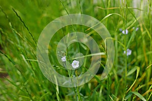 Flax flowers in grass in countryside garden. Linen blooming in sunny summer meadow. Biodiversity and landscaping garden flower