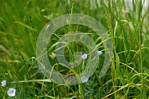 Flax flowers in grass in countryside garden. Linen blooming in sunny summer meadow. Biodiversity and landscaping garden flower