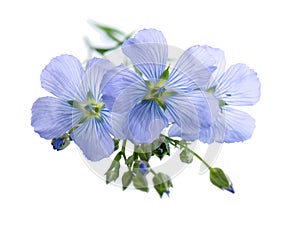 Flax flowers isolated on white background. Blue common flax, linseed or linum usitatissimum.