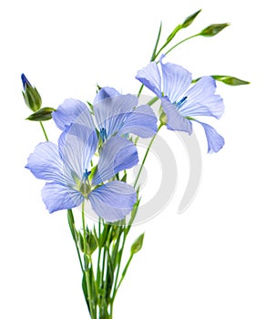 Flax flowers isolated on white background. Bouquet of blue common flax, linseed or linum usitatissimum. photo