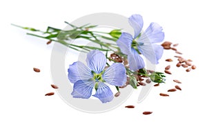 Flax flowers and linseed isolated on white background. Bouquet of blue common flax or linum usitatissimum.