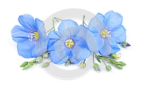 Flax flowers with seeds close-up on white background