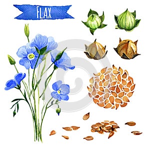 Flax, hand-painted watercolor set