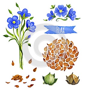 Flax, hand-painted watercolor set