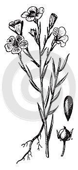 Flax, Linseed, Linaceae, ornamental, plant, seed, bud vintage illustration