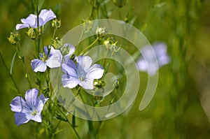 Flax or Linseed (Linum usitatissimum)