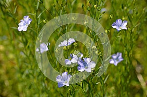 Flax or Linseed (Linum usitatissimum) photo