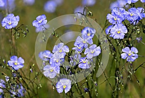 Flax Linum perenne in natural habitat photo