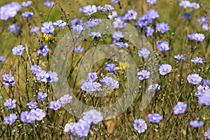 Flax Linum perenne in natural habitat photo