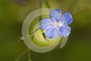 Flax, Linum usitatissimum