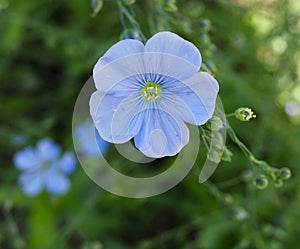 Flax Or Linum Usitatissimum In Bloom