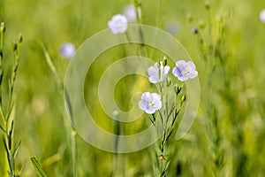 Flax Linum usitatissimum blooming in the field photo