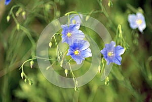 Flax Linum usitatissimum, common flax, linseed