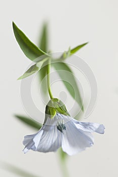 Flax Linum usitatissimum flowers