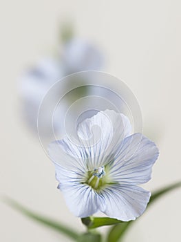 Flax Linum usitatissimum flowers