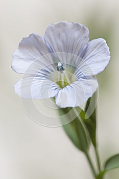 Flax Linum usitatissimum flowers