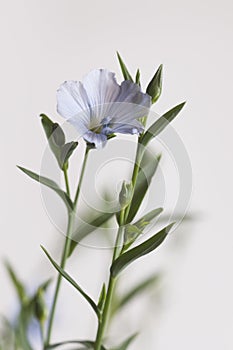 Flax Linum usitatissimum flowers