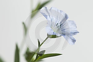 Flax Linum usitatissimum flowers