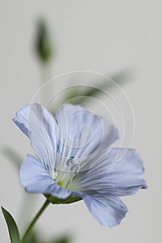 Flax Linum usitatissimum flowers